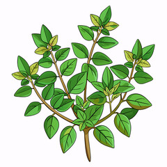 colorful illustration of a marjoram, isolated on white background
