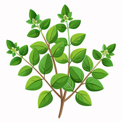 colorful illustration of a marjoram, isolated on white background