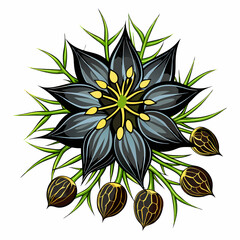 colorful illustration of a nigella seeds, isolated on white background