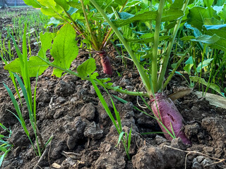 organic purple radish vegetable food in agriculture farm 