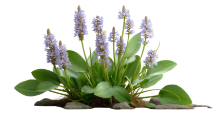 Water Hyacinth Blossom: A serene close-up showcases a vibrant water hyacinth, its delicate violet blooms and lush green foliage poised gracefully against a soft backdrop of stones