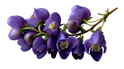 Vivid Violet Blooms: A close-up capture of enchanting, deep violet blossoms gracefully displaying their intricate petals, presenting a serene floral essence.
