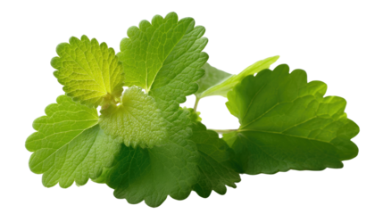 Fresh Lemon Balm: A vibrant sprig of lemon balm, displaying a vivid green hue and intricate leaf patterns. A visual ode to natural freshness and botanical elegance.