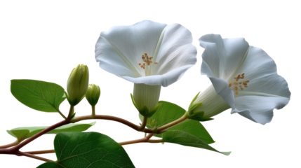 White Morning Glory: A close-up view of delicate white morning glory flowers with lush green leaves, symbolising new beginnings and the beauty of nature's artistry.
