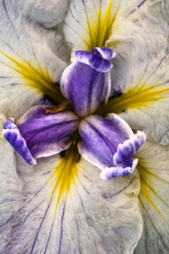 Detailed Close-Up of a Vibrant Iris Flower Showing Intricate Patterns