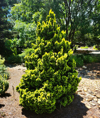 Chamaecyparis obtusa 'Sunspray' plant