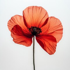 Red poppy with delicate petals, stamens and stem, white background.
