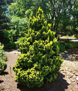 Chamaecyparis obtusa 'Sunspray' plant