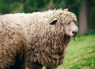 A sheep with thick, curly wool stands in a grassy field, its eyes just visible beneath the heavy fleece. The background displays a blurred view of lush greenery, emphasizing the rural setting.