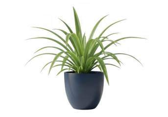 Green spider plant in a dark gray pot isolated on transparent background