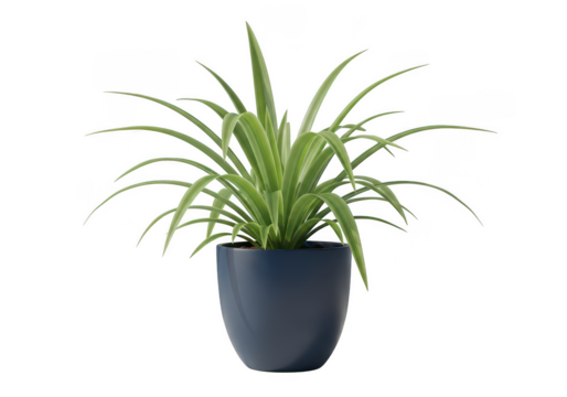 Green spider plant in a dark gray pot isolated on transparent background