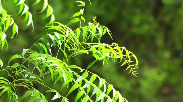 Neem Green Leaves (Azadirachta indica) on Branch &ndash; 120fps Slow Motion 4K Footage
