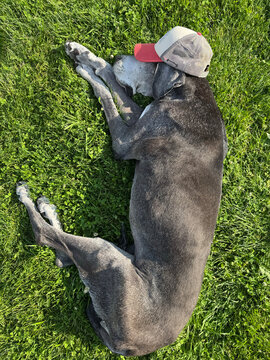 Great dane dog sleeping peacefully wearing a baseball cap 