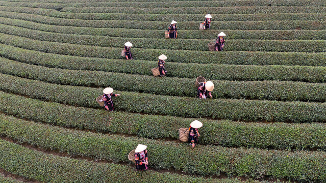Tea Harvesters in Flowing Plantation Rows