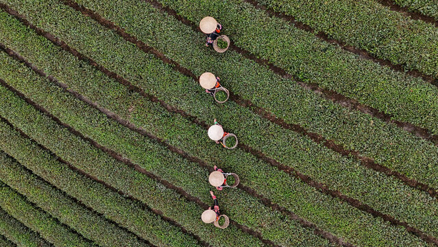 Tea Pickers in Green Fields