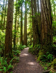 Fototapeta premium Tall Redwood Trees Lining a Serene Path in a Lush Forest During Daylight Hours