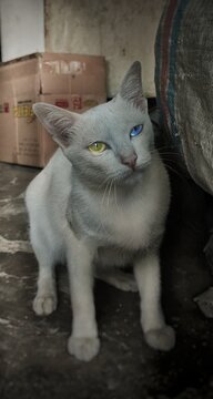 Odd-eye Cat