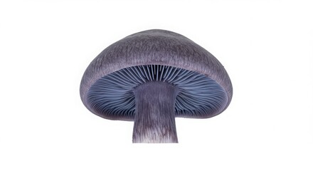 Isolated indigo milk cap mushroom with blue gills on a plain background for botanical or culinary use