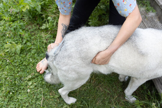 combing the dog