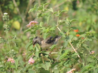 Amazing Birds in the Nature, Sri Lanka 