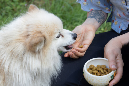 feeding dog treats to a dog