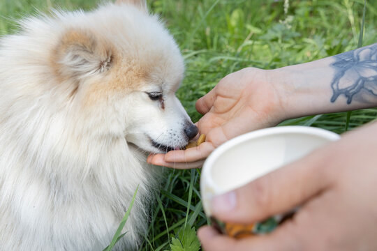 giving the dog a dog treat