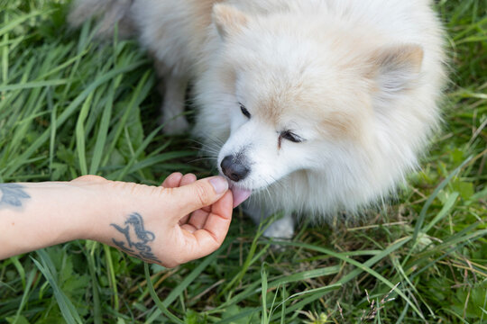 feeding the dog a dog treat