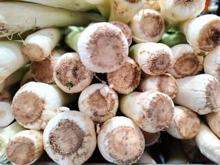 View of full frame fresh white leek roots with visible brownish cut part and a white bulb, highlighting natural texture and organic detail. leek roots. Raw vegetable marrow, healthy food, ingredient, 