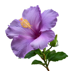 Photo of a single purple hibiscus flower with a yellow stamen stands out against a clean transparent background showcasing its vibrant color