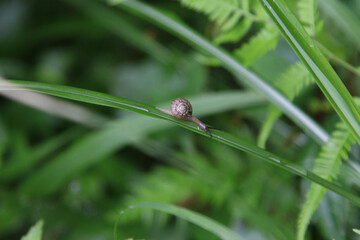 小さなカタツムリ