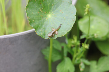 尻尾が残る小さなカエル