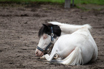 ポニーの昼寝