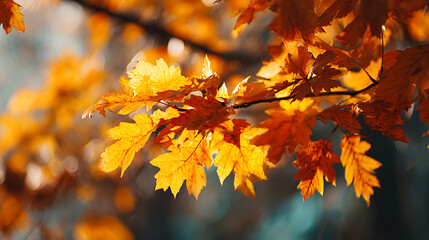 Golden oak leaves illuminated by warm autumn sunlight