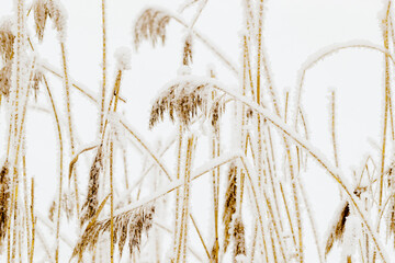 Fototapeta premium Snow-Covered plants in Winter Landscape, Close-up pampas grass as natural aesthetic pattern, minimalism in beauty of nature, frosty reeds in serene wintertime scenery, white beige bworn neutral tones
