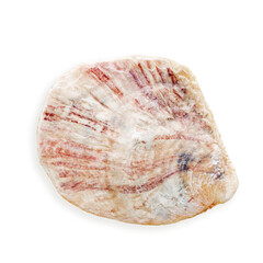 Closeup seashell light pink ivory color, object isolated on white background. Cutout natural Shell of mollusk with soft shadow, nautical style, organic shape and macro texture detail, sea life design