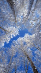 Fototapeta premium Winter Trees Encased in Frost Against a Deep Blue Sky Looking Upwards