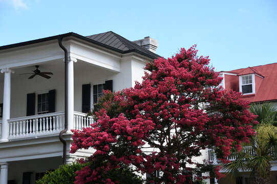 Classic Southern Home With A Pink Crepe Myrtle Tree
