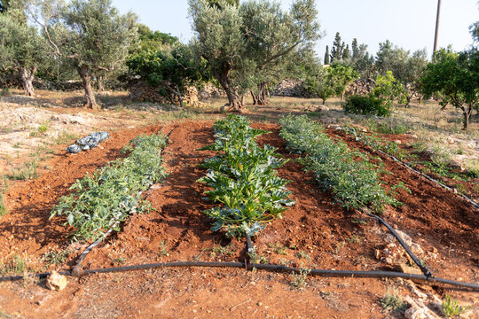 Vegetable Crops Growing in the Soil of a Garden in Puglia, Italy