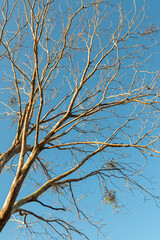 Trees that are experiencing drought only show their trunks and branches.