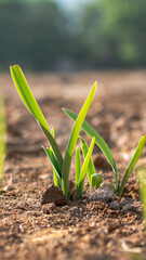 amaryllis flower buds against a background of sunlight.