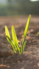 amaryllis flower buds against a background of sunlight.