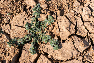 weeds grow in the cracked soil due to drought.
