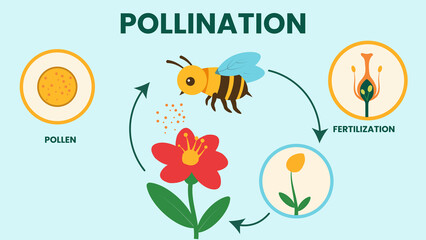 Pollination Process Importance Types and Benefits for Plants