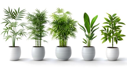 A modern bamboo tree in pot illustration, ideal for sustainability-themed branding, conscious lifestyle products, and earth-toned UI kits.