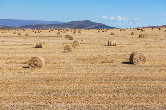 Golden Wheat Field with Hay Bales