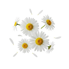 Fototapeta premium camomile on white
