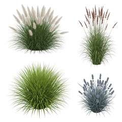 green grass isolated on white