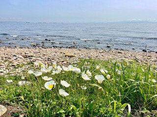 White Amur poppies bloom in Akhlestyshev Bay on Russian Island in Vladivostok in June. Russia