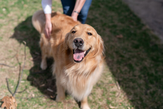 Golden Retriver getting pets