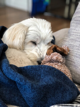 mixed breed snuggles with toy on couch